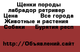 Щенки породы лабрадор ретривер › Цена ­ 8 000 - Все города Животные и растения » Собаки   . Бурятия респ.